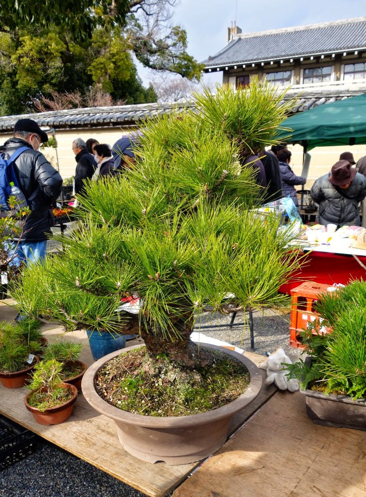 bonsai at toji temple markets